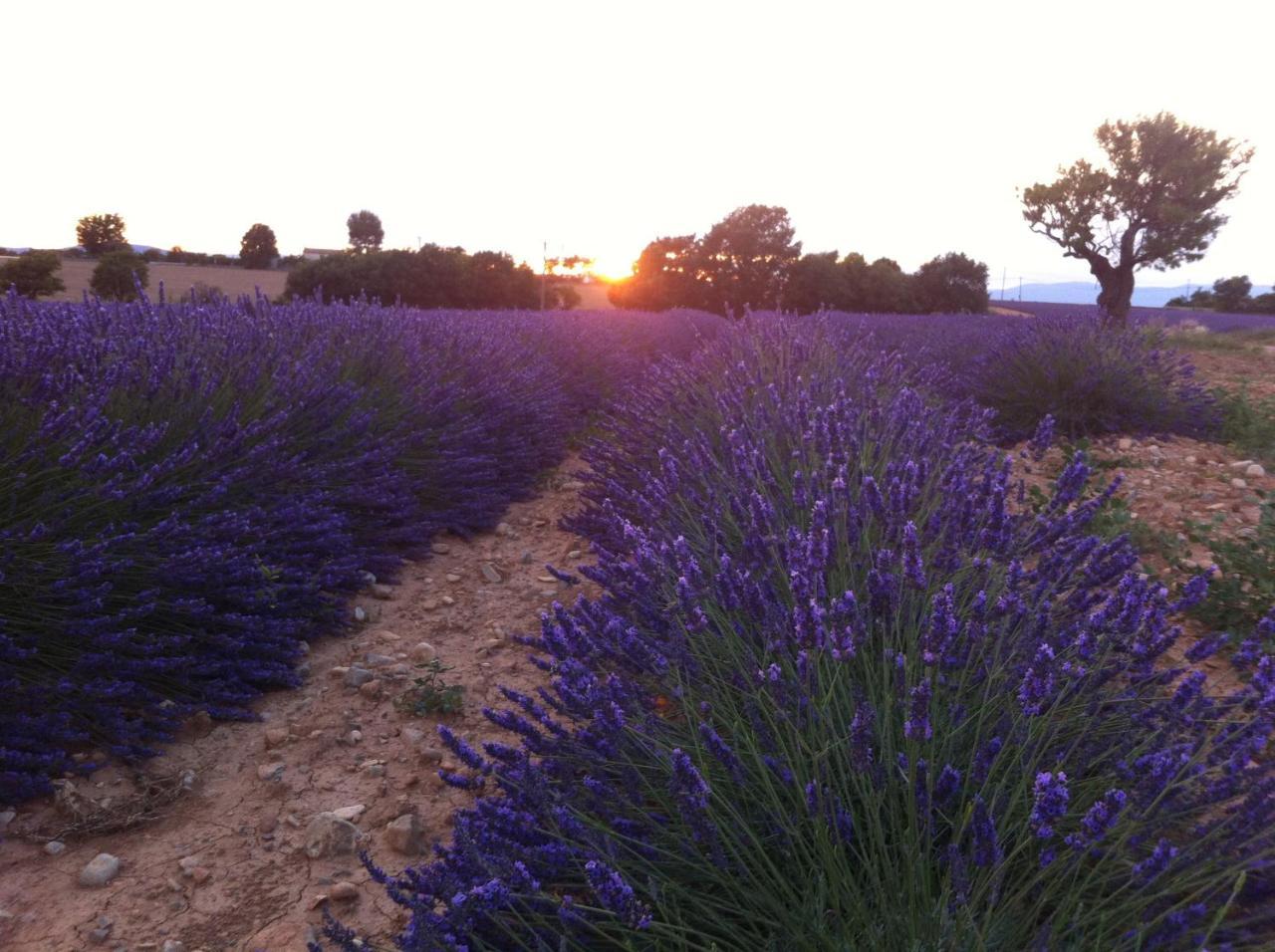 Le Petit Caboulot En Pleine Nature Vaumeilh Exterior foto